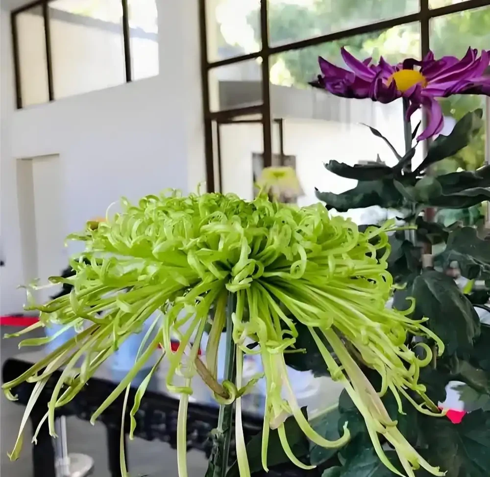 菊花插枝時間選對，事半功倍！這三個月份插一枝活一枝，新手也能成高手