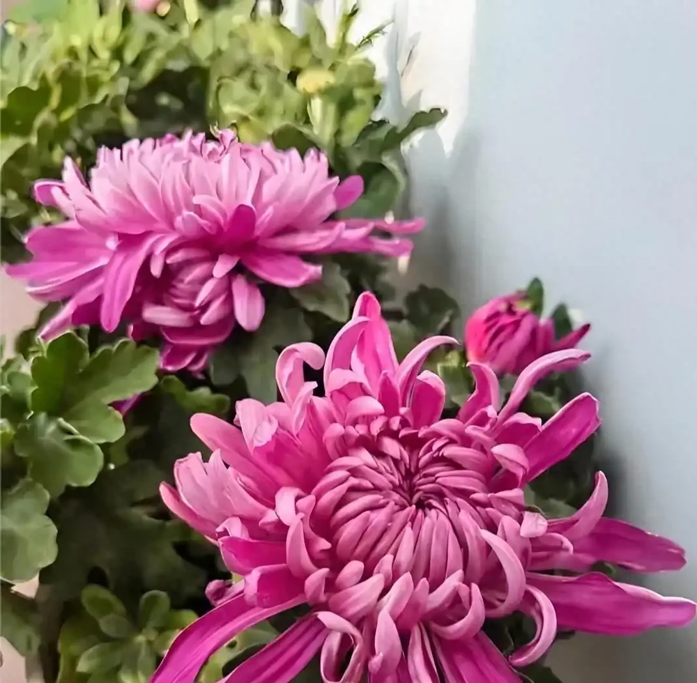 菊花插枝時間選對，事半功倍！這三個月份插一枝活一枝，新手也能成高手