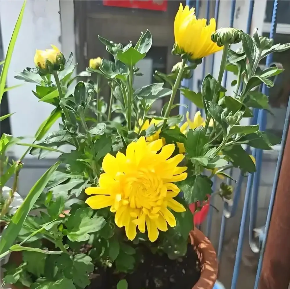 菊花插枝時間選對，事半功倍！這三個月份插一枝活一枝，新手也能成高手