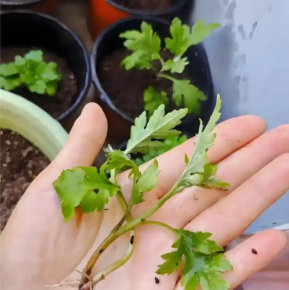 菊花插枝時間選對，事半功倍！這三個月份插一枝活一枝，新手也能成高手