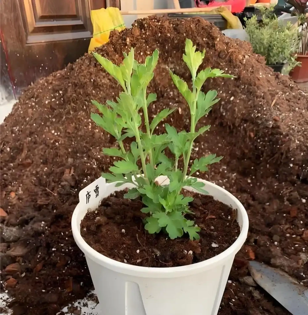 菊花插枝時間選對，事半功倍！這三個月份插一枝活一枝，新手也能成高手