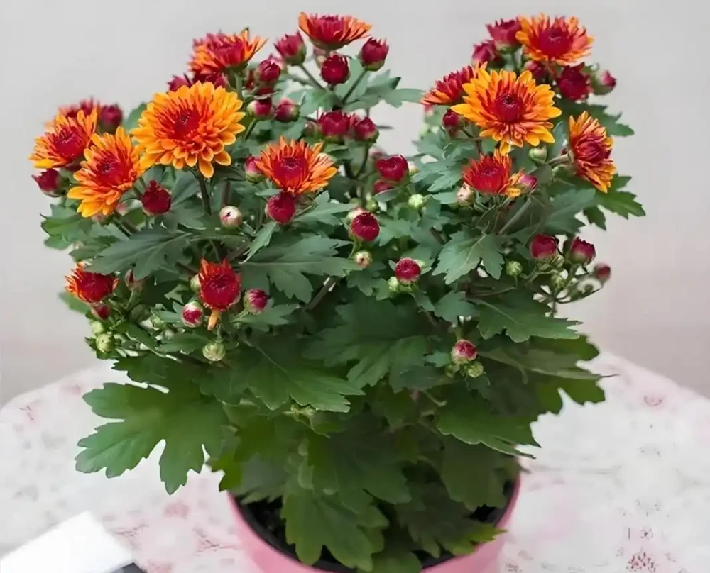 菊花插枝時間選對，事半功倍！這三個月份插一枝活一枝，新手也能成高手