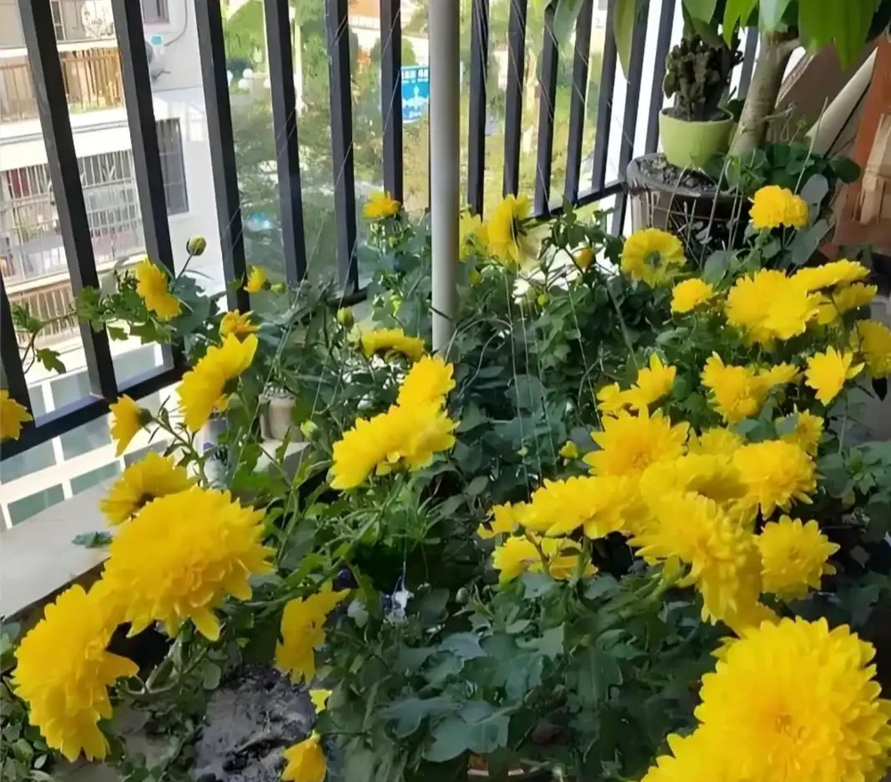 菊花插枝時間選對，事半功倍！這三個月份插一枝活一枝，新手也能成高手