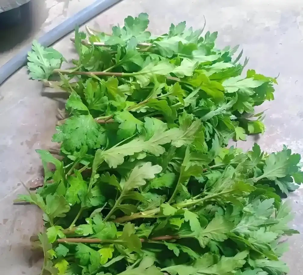 菊花插枝時間選對，事半功倍！這三個月份插一枝活一枝，新手也能成高手