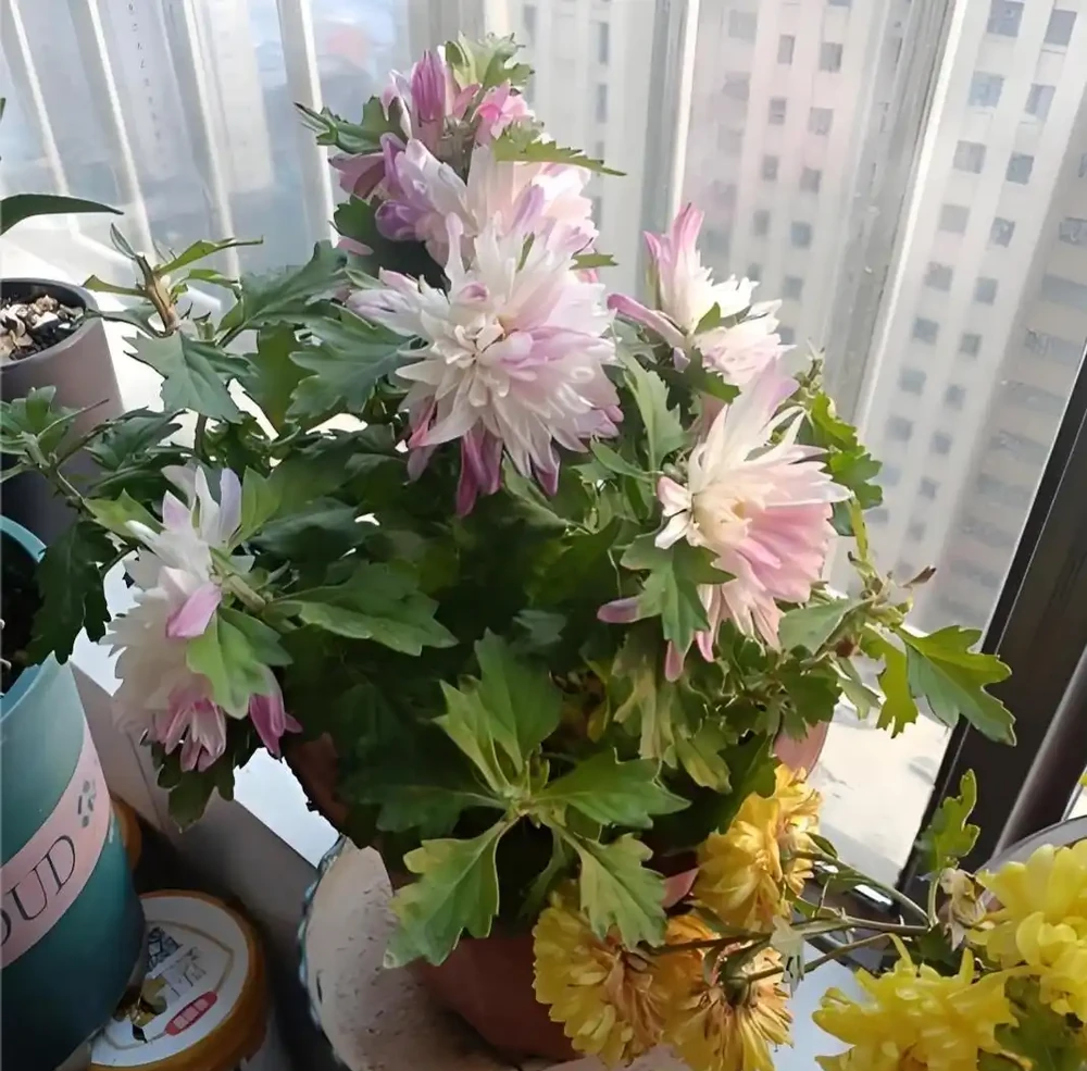 菊花插枝時間選對，事半功倍！這三個月份插一枝活一枝，新手也能成高手