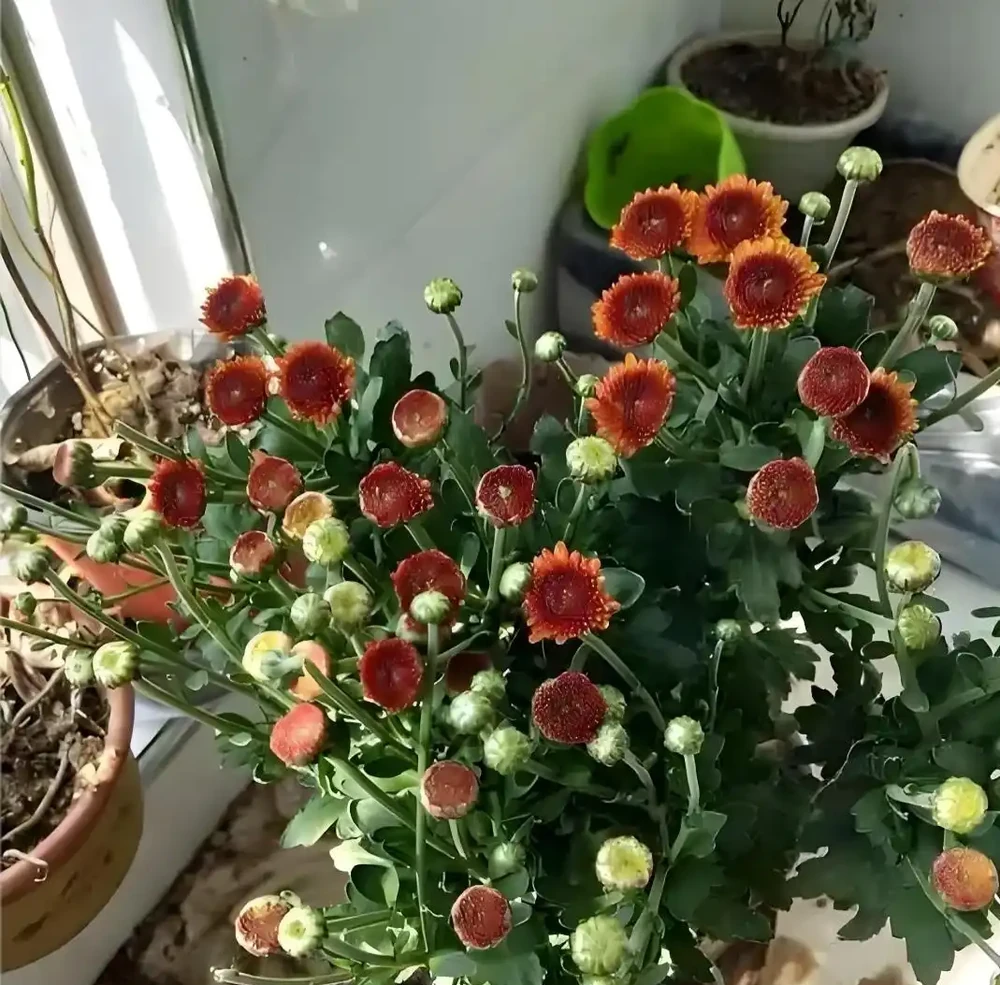 菊花插枝時間選對，事半功倍！這三個月份插一枝活一枝，新手也能成高手