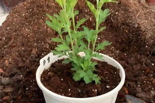 菊花插枝時間選對，事半功倍！這三個月份插一枝活一枝，新手也能成高手
