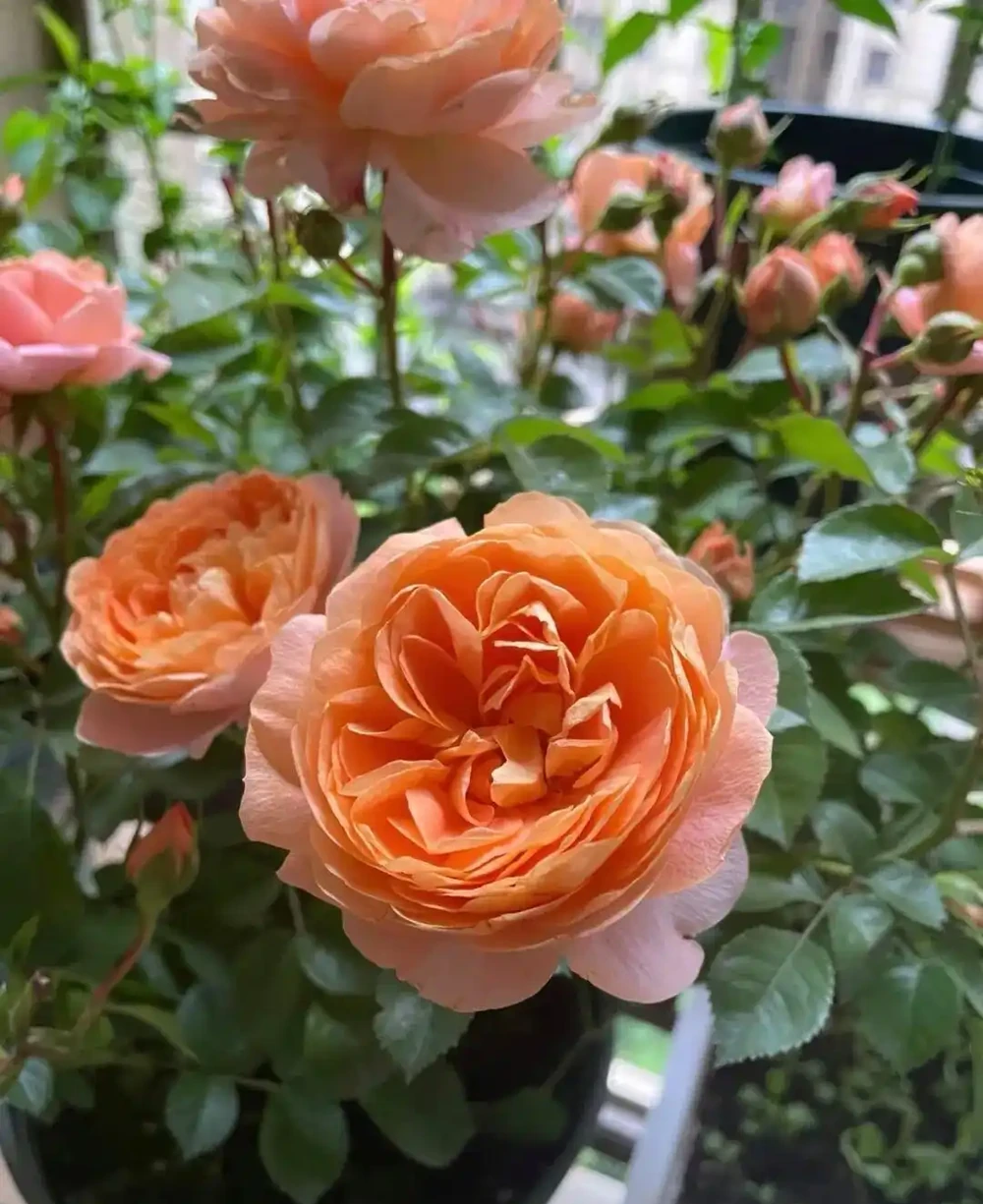 月季爆花靠施肥,生長期、開花期、花後施肥大不同,掌握施肥開花期延半年