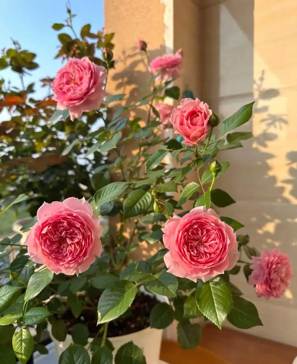 月季爆花靠施肥,生長期、開花期、花後施肥大不同,掌握施肥開花期延半年