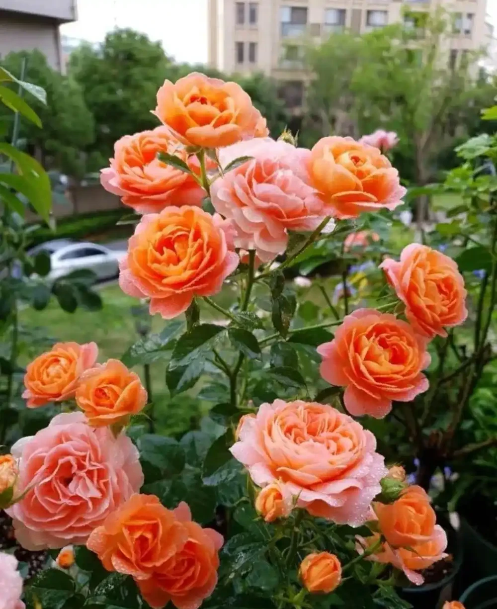 月季爆花靠施肥,生長期、開花期、花後施肥大不同,掌握施肥開花期延半年