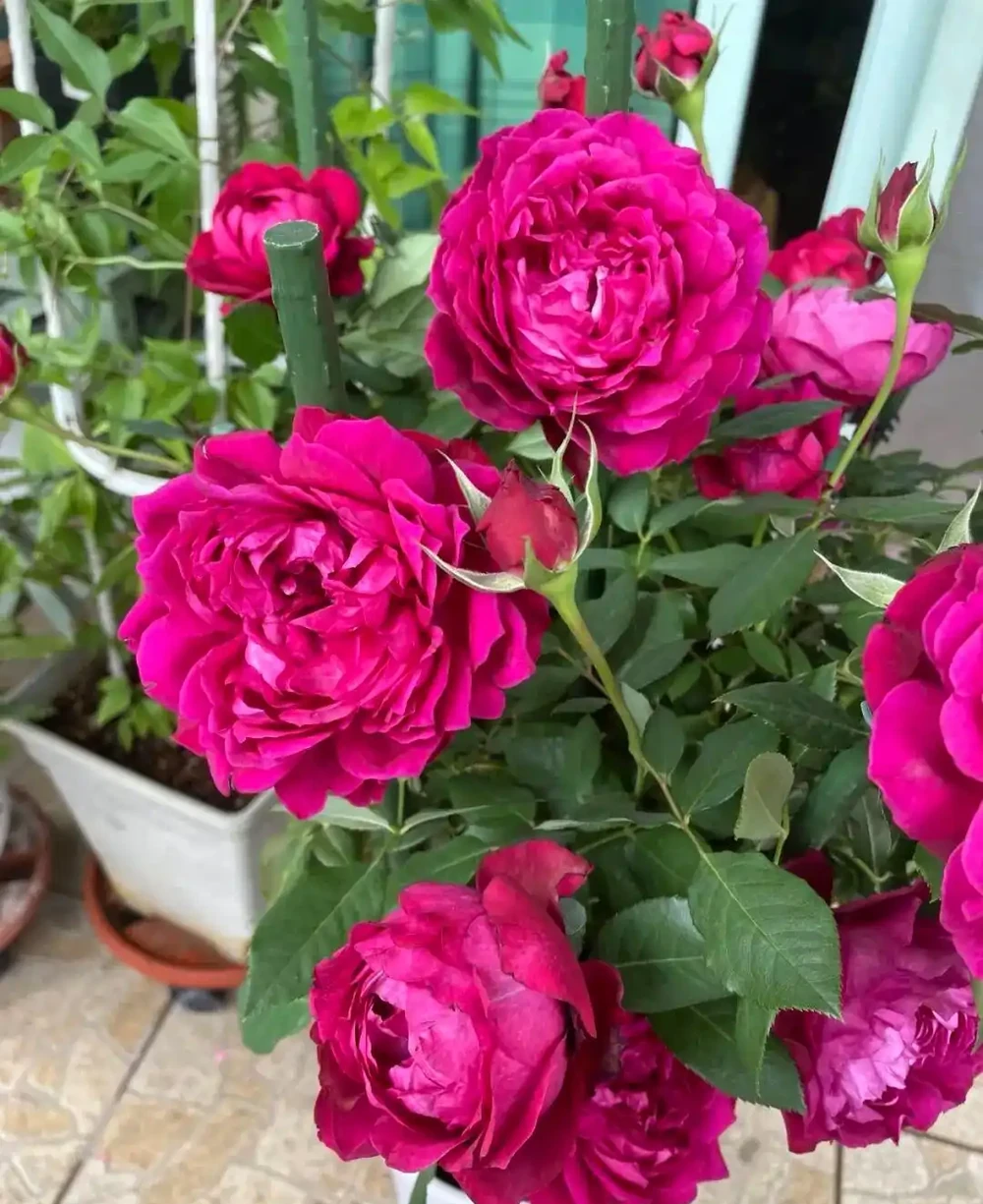 月季爆花靠施肥,生長期、開花期、花後施肥大不同,掌握施肥開花期延半年