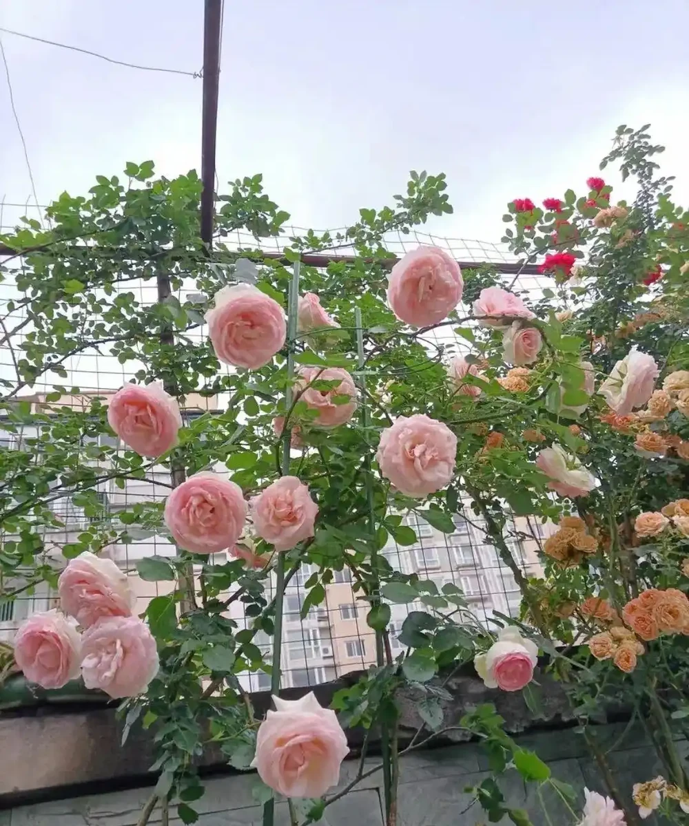 月季爆花靠施肥,生長期、開花期、花後施肥大不同,掌握施肥開花期延半年