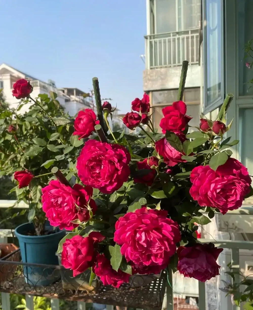 月季爆花靠施肥,生長期、開花期、花後施肥大不同,掌握施肥開花期延半年