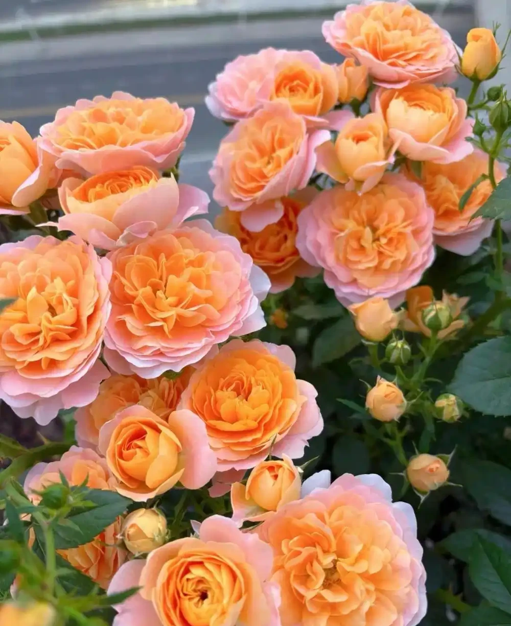 月季爆花靠施肥,生長期、開花期、花後施肥大不同,掌握施肥開花期延半年
