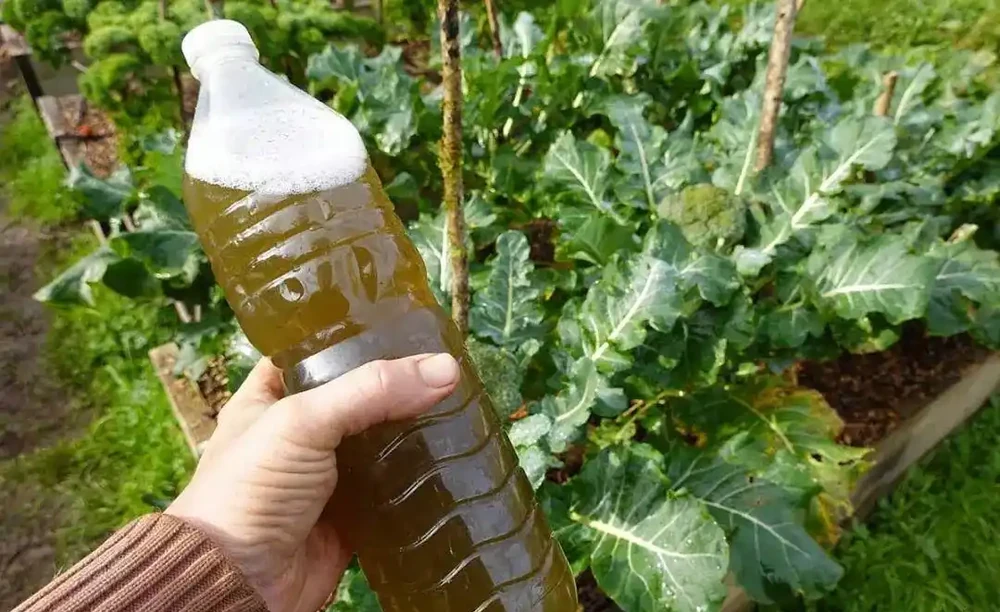 廚房垃圾變身養花「寶藏肥料」,製作得當無臭無蟲
