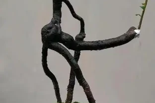 1月金彈子落葉：原因與應對策略