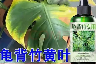 龜背芋營養液實測揭秘：起初滿心質疑，用後竟實現養植逆襲？真實效果大公開，讓你見證從懷疑到真香的轉變