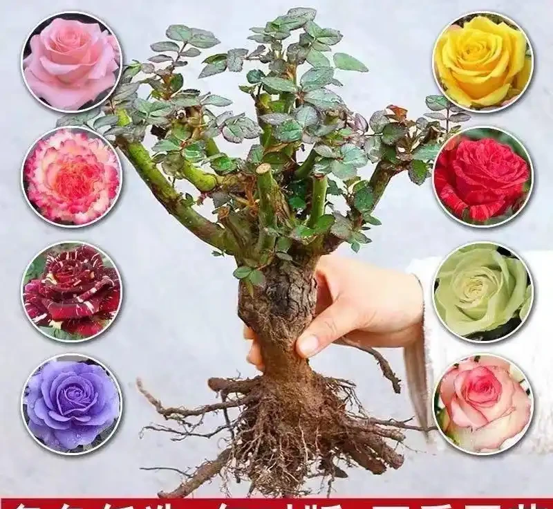 想打造四季花園卻無從下手?這裡有從土壤改良到花苗培育的全套養護秘籍,讓你的花園四季繁花似錦