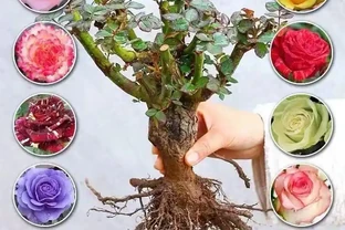 想打造四季花園卻無從下手？這裡有從土壤改良到花苗培育的全套養護秘籍，讓你的花園四季繁花似錦