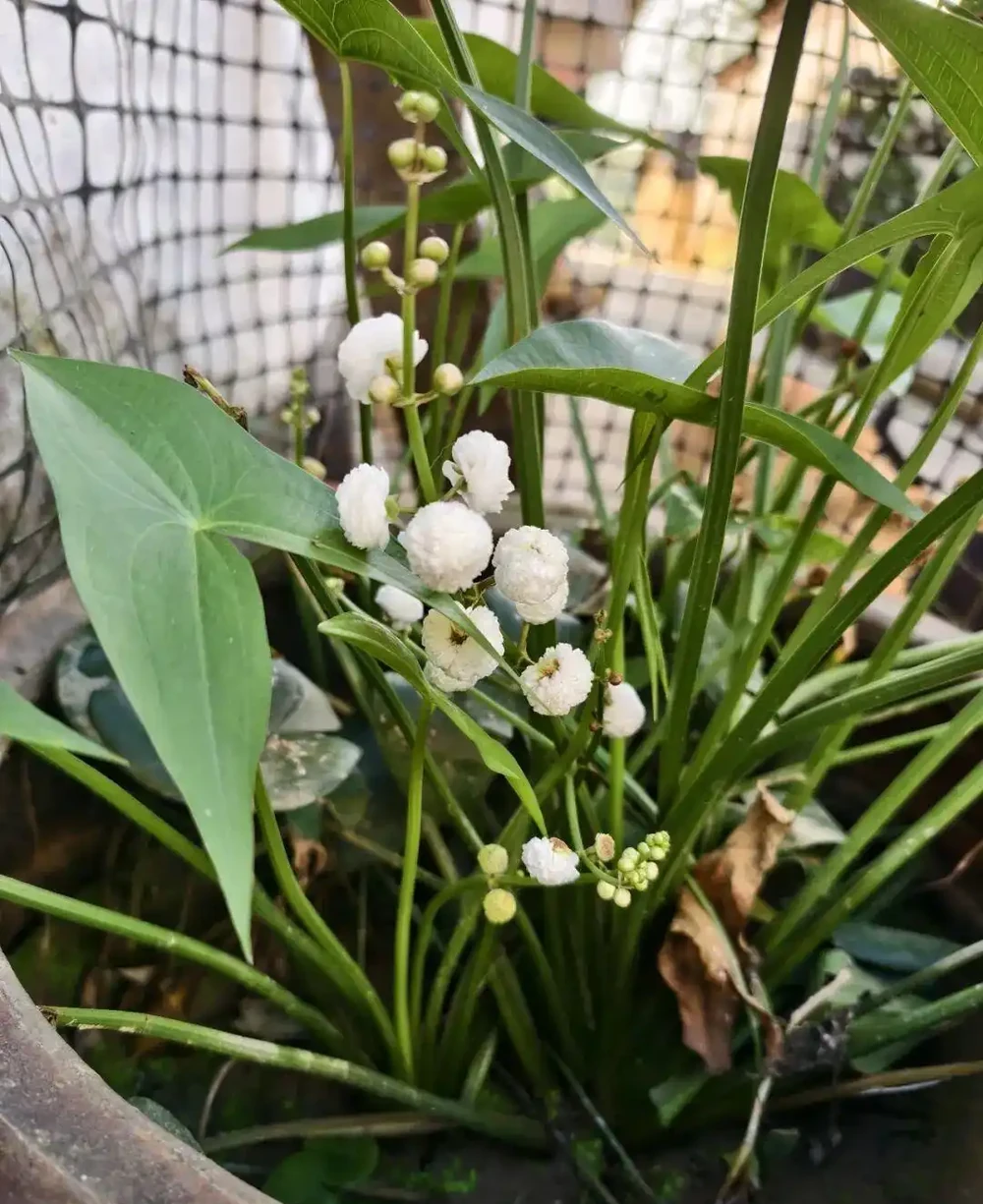 新手養花別亂施肥，給肥完整指南，園藝新手跟著學