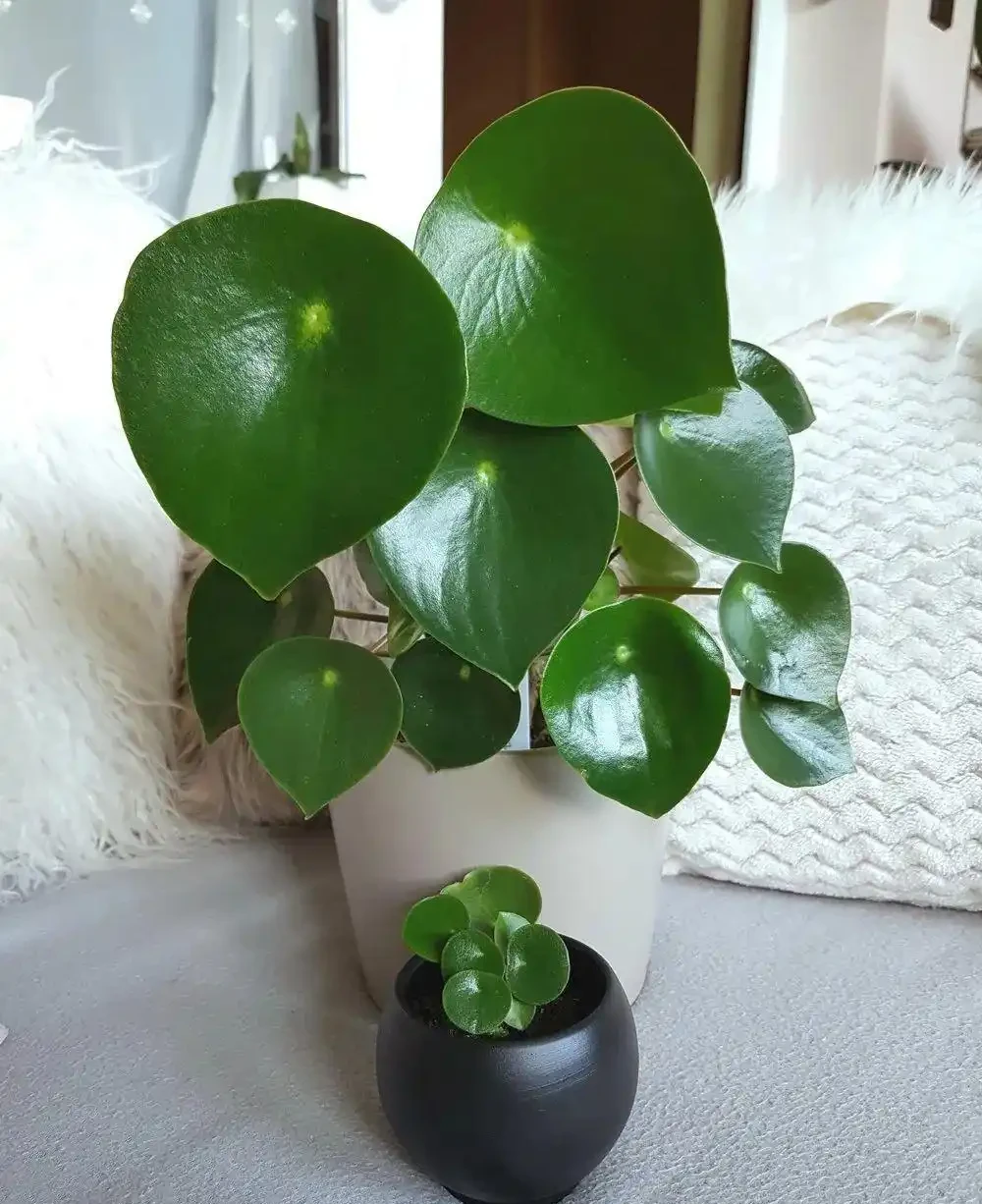 家裡有寵物的花友養這些花不踩雷,寵物友好植物集合