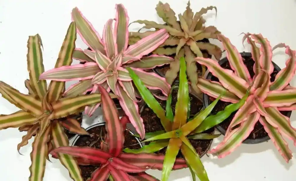 家裡有寵物的花友養這些花不踩雷,寵物友好植物集合