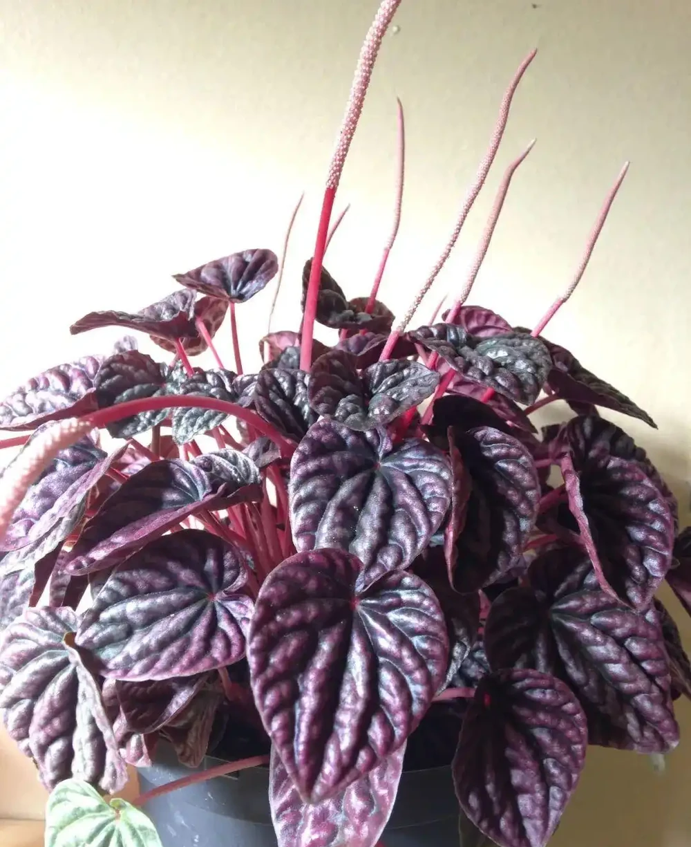 家裡有寵物的花友養這些花不踩雷,寵物友好植物集合