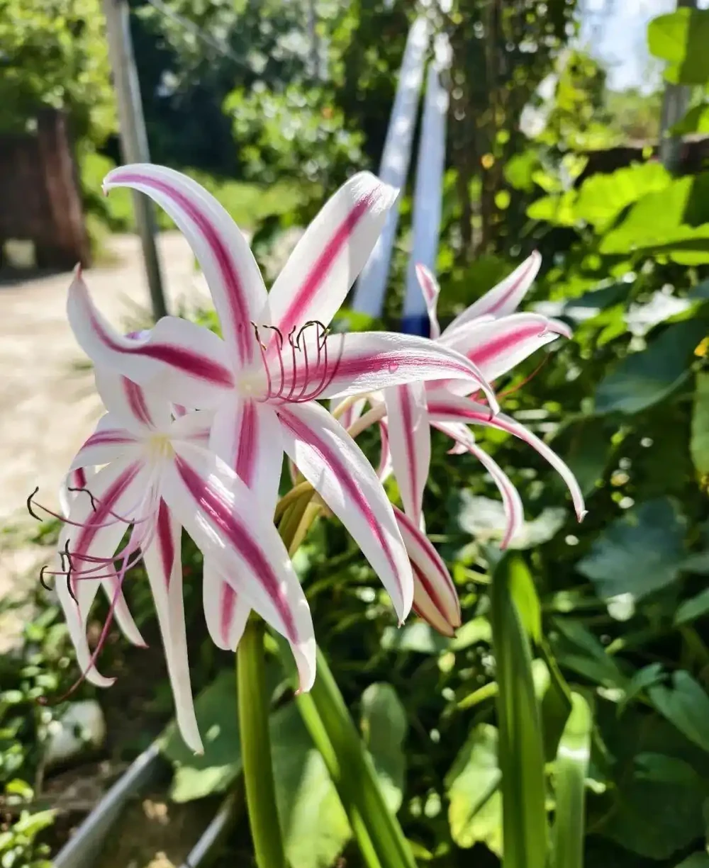 新手養花別亂施肥，給肥完整指南，園藝新手跟著學
