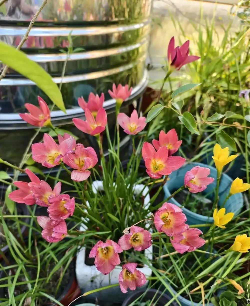 新手養花別亂施肥，給肥完整指南，園藝新手跟著學