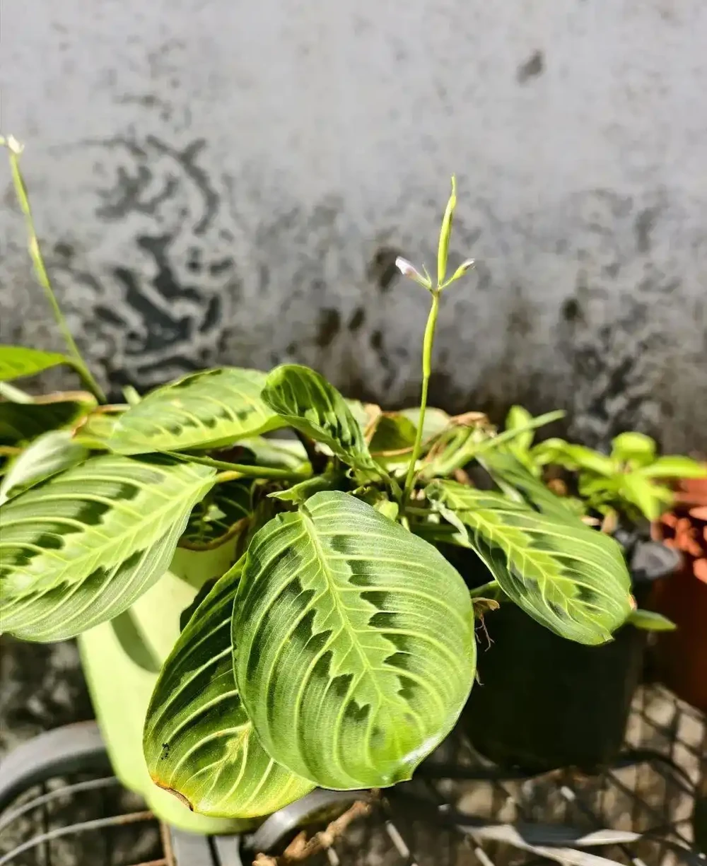 家裡有寵物的花友養這些花不踩雷,寵物友好植物集合