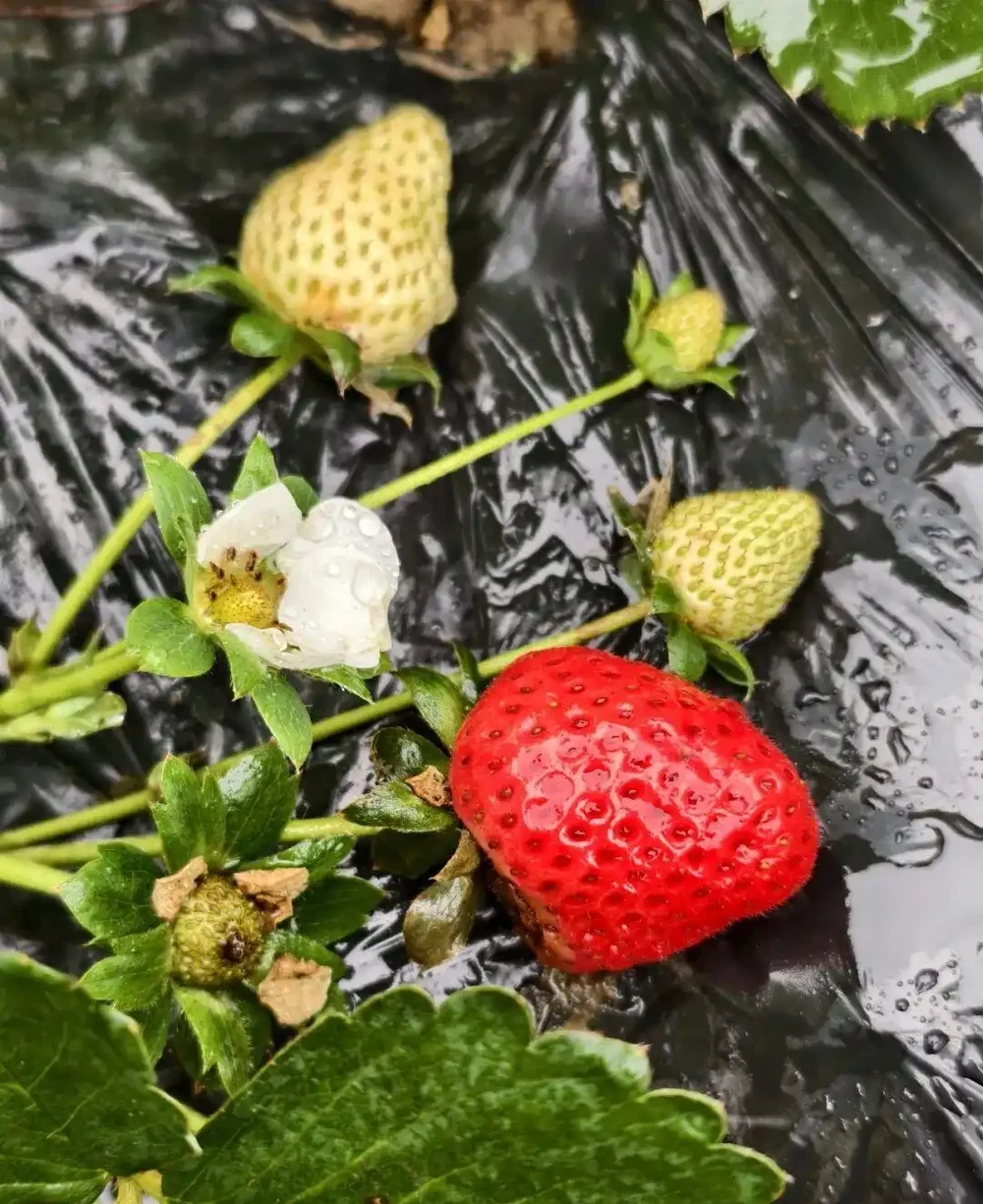 新手養花別亂施肥，給肥完整指南，園藝新手跟著學