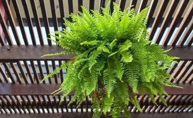 家裡有寵物的花友養這些花不踩雷,寵物友好植物集合