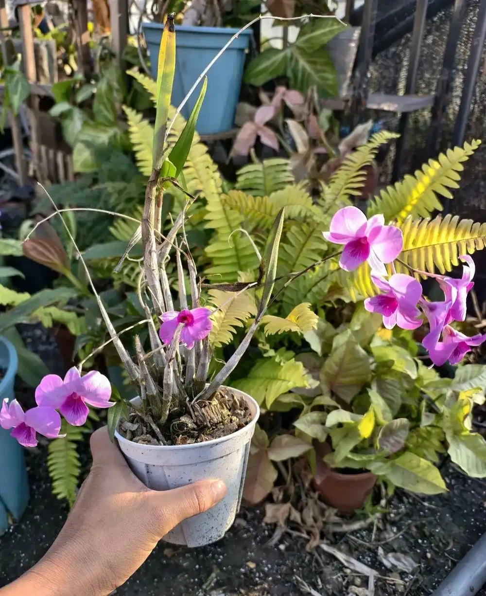 新手養花別亂施肥，給肥完整指南，園藝新手跟著學