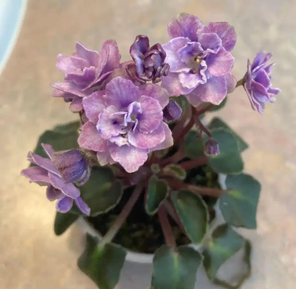家裡有寵物的花友養這些花不踩雷,寵物友好植物集合