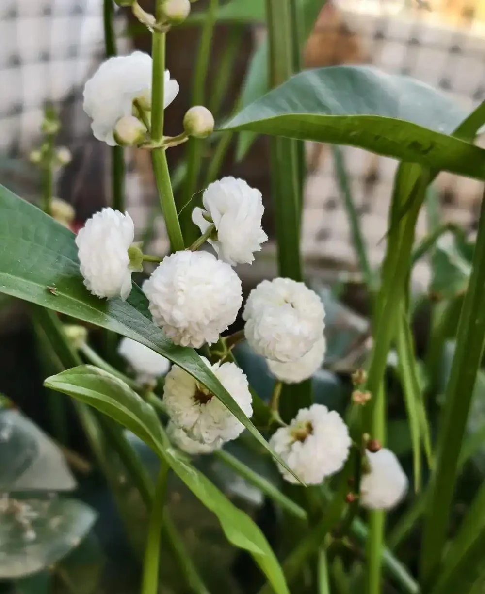 新手養花別亂施肥，給肥完整指南，園藝新手跟著學
