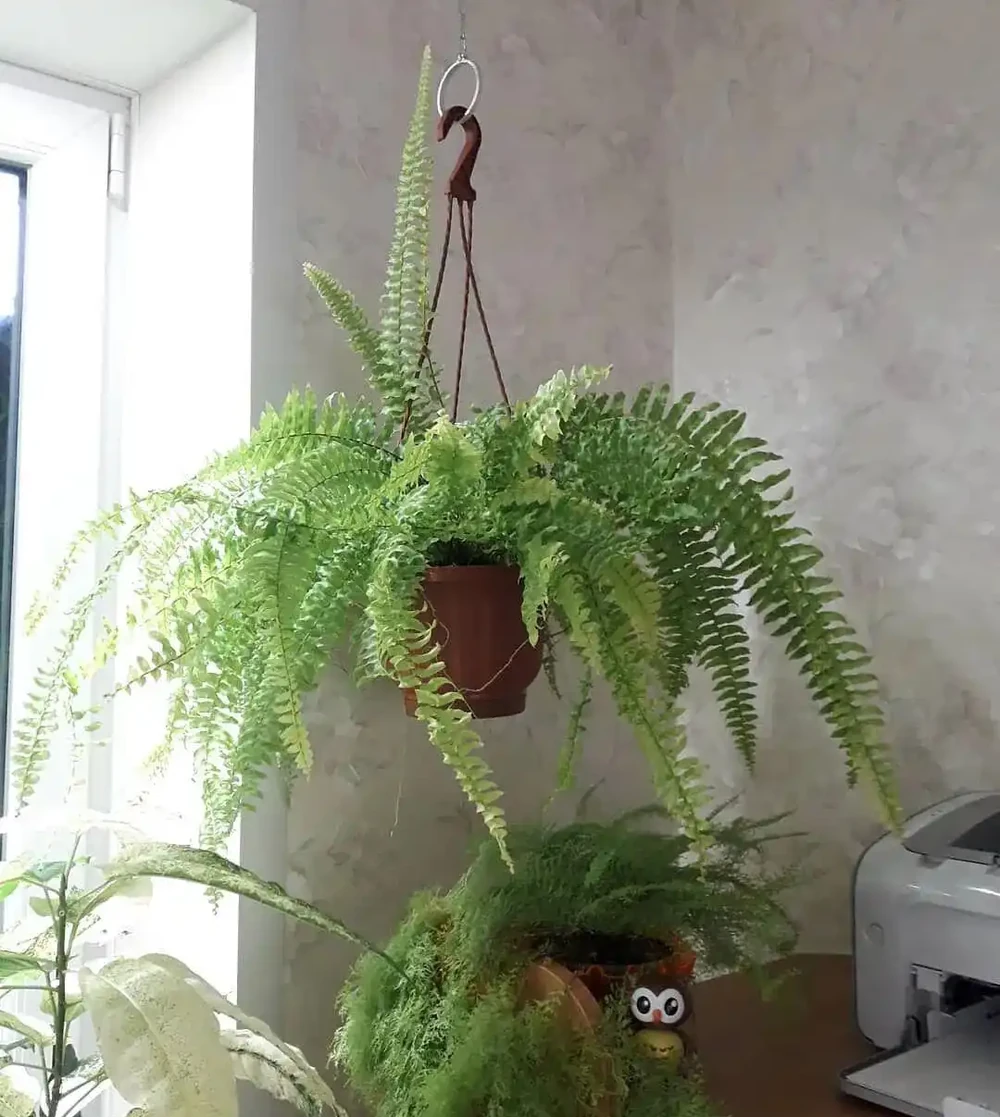 家裡有寵物的花友養這些花不踩雷,寵物友好植物集合