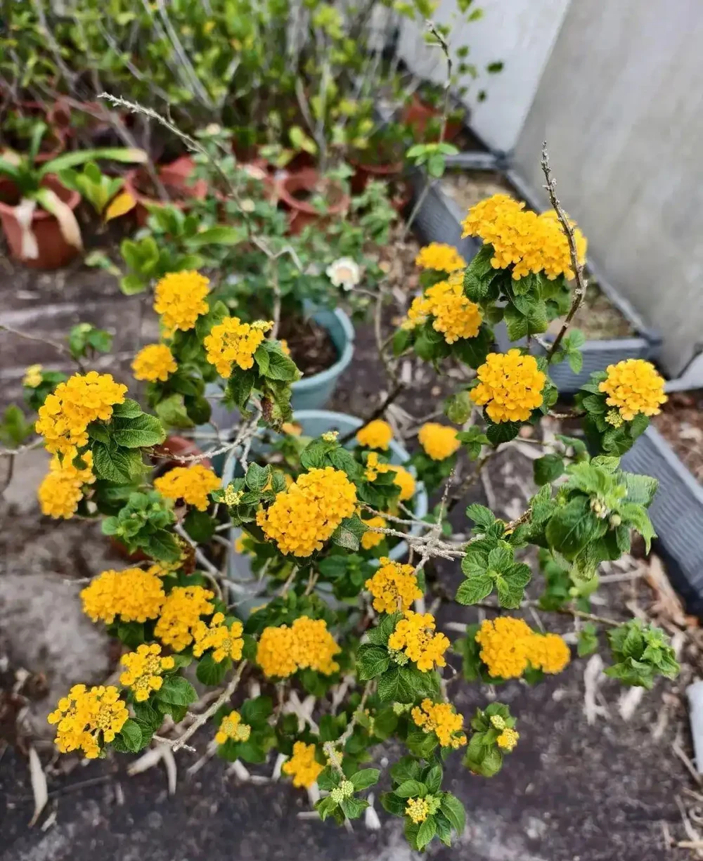 新手養花別亂施肥，給肥完整指南，園藝新手跟著學