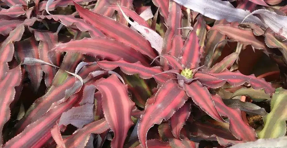 家裡有寵物的花友養這些花不踩雷,寵物友好植物集合