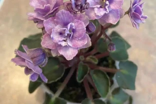 家裡有寵物的花友養這些花不踩雷，寵物友好植物集合