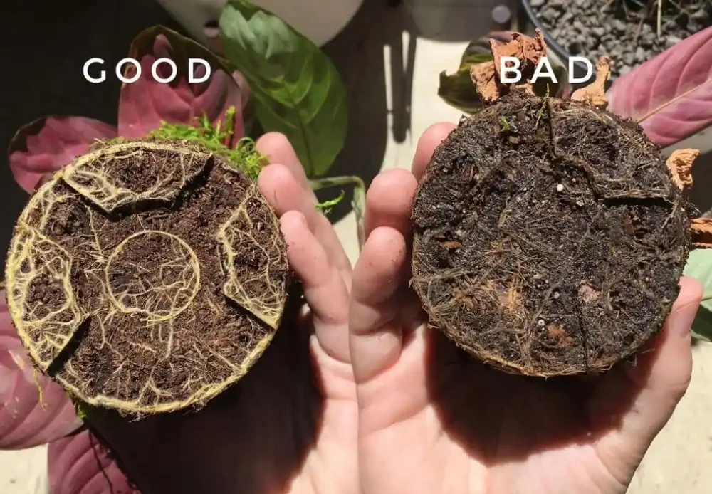 盆栽植物發蔫,不斷黃葉掉花,確定不是腐根?