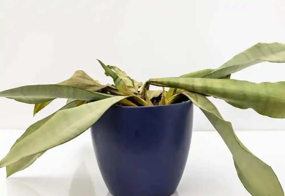 盆栽植物發蔫,不斷黃葉掉花,確定不是腐根?
