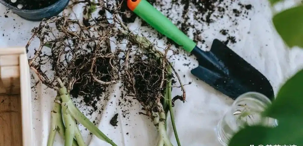 盆栽植物發蔫,不斷黃葉掉花,確定不是腐根?