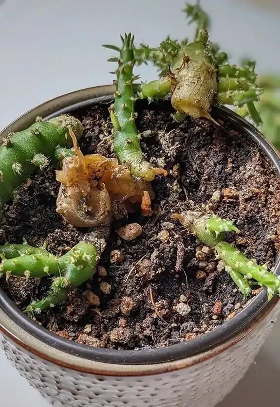 盆栽植物發蔫,不斷黃葉掉花,確定不是腐根?
