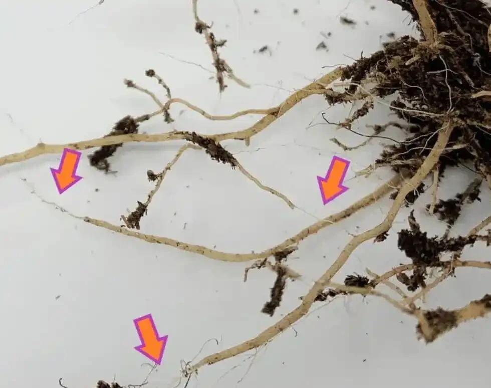 盆栽植物發蔫,不斷黃葉掉花,確定不是腐根?