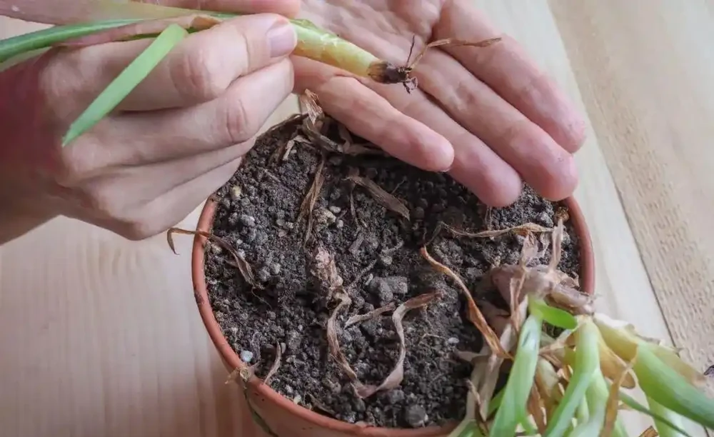 盆栽植物發蔫,不斷黃葉掉花,確定不是腐根?