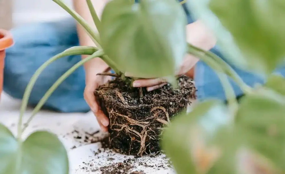 盆栽植物發蔫,不斷黃葉掉花,確定不是腐根?