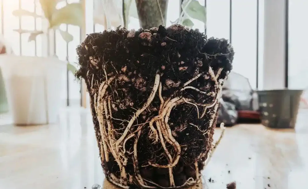 盆栽植物發蔫,不斷黃葉掉花,確定不是腐根?