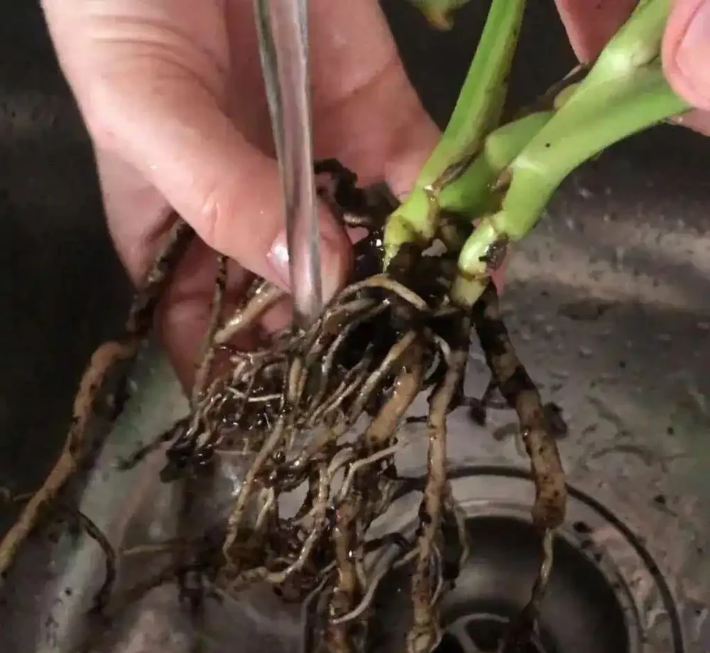 盆栽植物發蔫,不斷黃葉掉花,確定不是腐根?