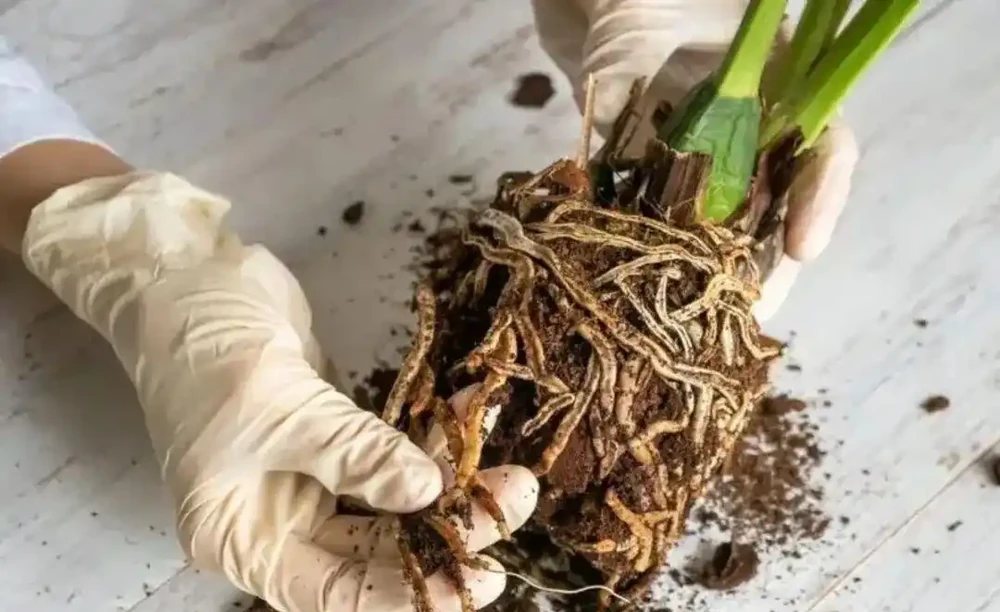 盆栽植物發蔫,不斷黃葉掉花,確定不是腐根?
