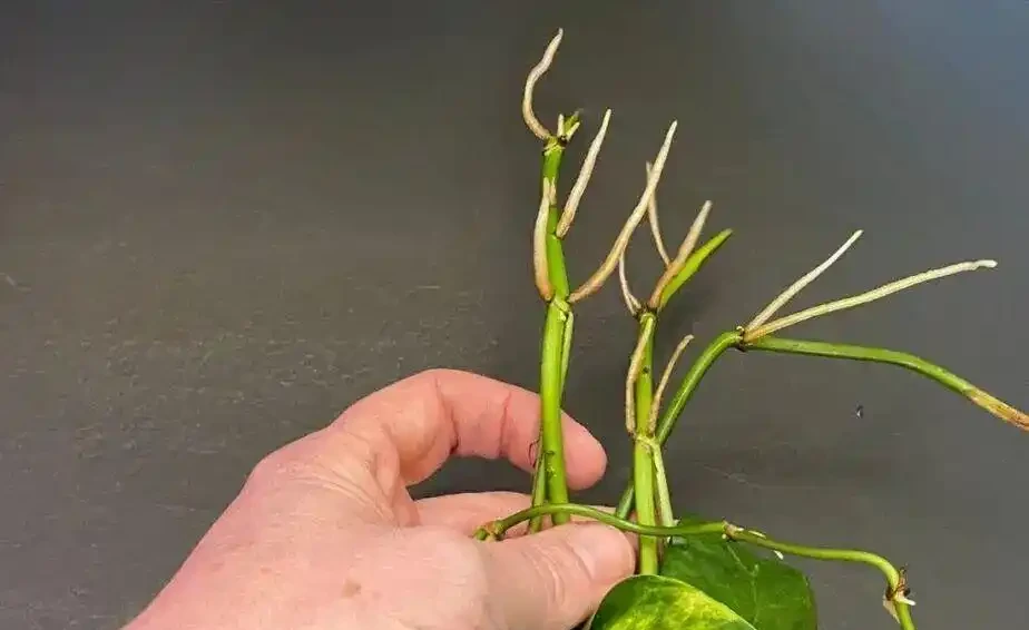 盆栽植物發蔫,不斷黃葉掉花,確定不是腐根?